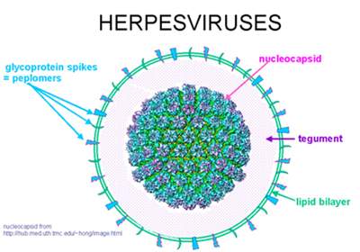 My ex girlfriend gave me herpes and now nobody will date me. I'm so alone