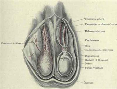 I am tired of having my ballz crushed. I have created and utilized a "Home Testicle Removal Procedure" I will post it here for your use. TRY THIS AT HOME