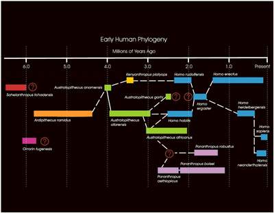 I secretly believe that where the question marks are, that that's when aliens came and messed with our dna, and we're hybreds of monkeys and aliens.