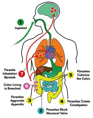 I'm afraid of parasites being inside me. I dont want to go outside or touch anything when i think about it. I wish i was in a sealed steralized sanitary room...